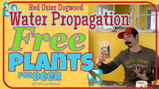 Water Propagation Free Plants 💦 Red Osier Dogwood  for Deer [upl. by Arag]