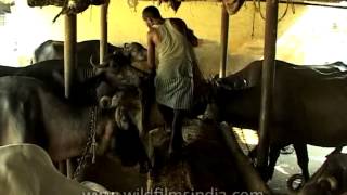 Buffalo farming in India [upl. by Tut43]