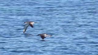 Bullers Shearwater 14 Mar 2019 Hauraki Gulf New Zealand [upl. by Eidarb]