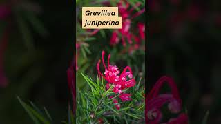 Grevillea juniperina [upl. by Annatnom]