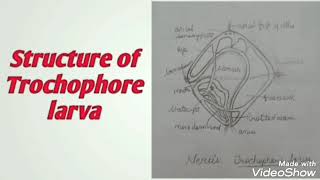 How to draw Trochophore Larva  Neris [upl. by Elleinaj430]