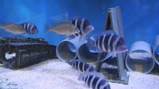 Cyphotilapia frontosa blue Zaire quotMobaquot [upl. by Idalla]