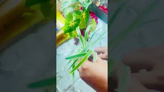 Spider plant propagation in water🪴🌱 [upl. by Maxwell612]