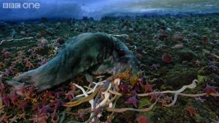 Life  Timelapse of swarming monster worms and sea stars  BBC One [upl. by Aleydis]