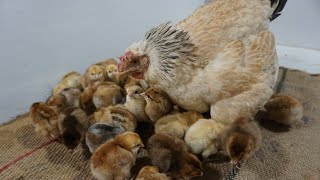 Beautiful Broody hen hatching 20 Eggs to 20 chicks [upl. by Smukler]