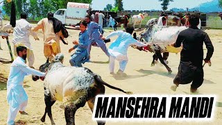 Mansehra Mawashi Mandi Latest Price Update  Desi amp Dhani Qurbani Bulls sktv27 sktv mansehramandi [upl. by Sidwohl]