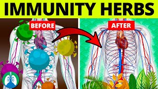 Top 5 Herbs to Kill Viruses and Boost Your Immune System [upl. by Gniw]