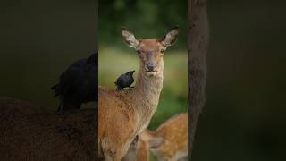 Monarchs of the Glen 🦌 Shooting Highland Deer with a camera 📸 shorts deer highlands [upl. by Nylsirhc]