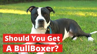 All about the Pitbull Boxer mix Bullboxer  Should you get a BullBoxer [upl. by Iretak]