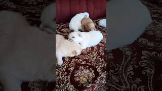 Licking 10dayold puppies puppy chichi cute chicoo chico doglover agooddaytobeadog pets [upl. by Evonne180]