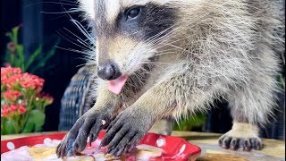 Cute Raccoon Eats Yogurt Bananas and Nuts [upl. by Draner]