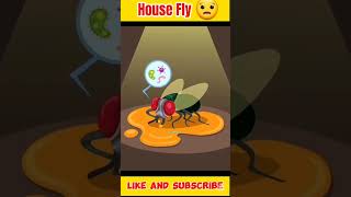 HOUSE FLY BREAK HIS HEAD 😧 shortsfeed facts 5inefacts fly 555TOPFACTS factr falseclaims [upl. by Euqinahc]