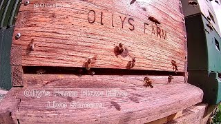 Ollys Farm Flow Hive Live Stream [upl. by Alrats264]