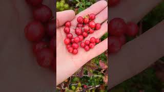 Lingonberry picking harvesting cranberry lingonberry berryfarm [upl. by Lebiralc732]