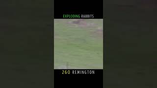 Exploding Rabbits With The 260 Remington At Long Range [upl. by Cyna]