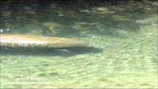 Manatee Trichechus manatus latirostris Oleta River State ParkMiamiUS2132013Antonio Silveira [upl. by Atiran125]