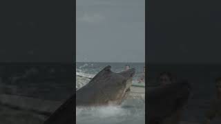 Toxic Shark VFX by CKVFX Steve Clarke amp Paul Knott  PART 2 [upl. by Dodson]