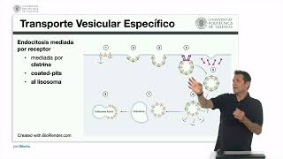 Transporte membrana vesicular Generalidades y transporte específico  3160  UPV [upl. by Greenfield]