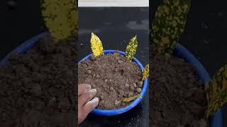 How to Grow Croton From Leaf Croton Plant Propagation From Leaf in Water [upl. by Quickman]