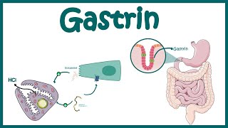 Gastrin  Function and mechanism of action [upl. by Yzzik]