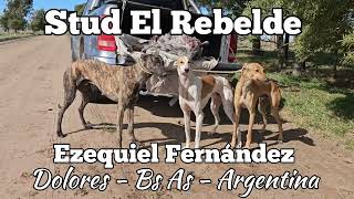 Stud El Rebelde  Galgo vs avestruz [upl. by Elocaj779]