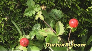 Potentilla Indica im Garten [upl. by Sedlik895]