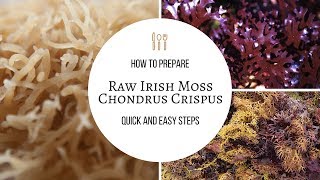 How to Prepare Raw Sea Moss for Smoothies Soups Facial Creams and More [upl. by Dhu513]