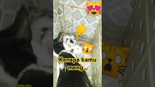 Anak kucing comel shortsvideo funnycats shorts [upl. by Coniah443]