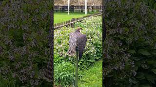 LannerRedNaped Shaheen PerchedWing Flapping [upl. by Lebyram]