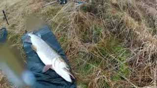 22lb Pike On The Unhooking Mat [upl. by Neuburger]