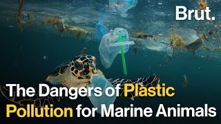 The Hidden Dangers of Plastics Pollution for Marine Animals [upl. by Kingston]