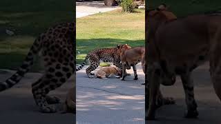 Leopard Enters City Looking for Prey and Meets Two Dogs anime wildlife leopard dog [upl. by Polloch601]