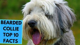 Bearded Collie  TOP 10 Interesting Facts [upl. by Anairb]