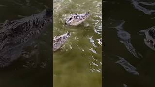 Waterdwelling crocodiles are capable of eating [upl. by Berlyn]