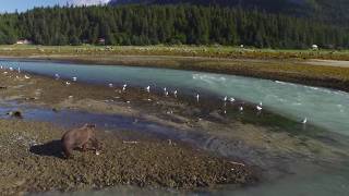 Chilkoot Lake and Bears  Haines Alaska [upl. by Atalanti]