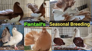 Fantail Pigeons Seasonal Breeding Progress [upl. by Bergen]