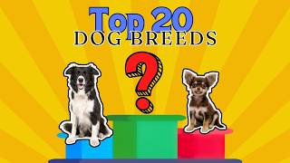 Top 20 Best Dog Breeds for Your First Dog  Best Dog Breeds 2024 [upl. by Doowron]