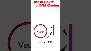 Use of linkers in DNA Cloning animation cloning [upl. by Loree]