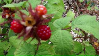 ⟹ Japanese wineberry or TAYBERRY  Rubus phoenicolasius  how to tell the difference [upl. by Mapel]