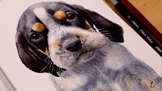 Bluetick Coonhound Puppy Watercolor Process Tutorial [upl. by Daza]