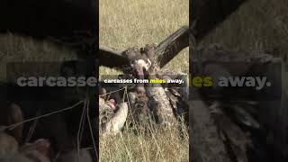 The White Backed Vulture Life In 60 Seconds africansafari vulture [upl. by Llecrep]