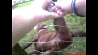 Policeman rescues dog stuck in a fencewhat happens next is amazing [upl. by Hazem]