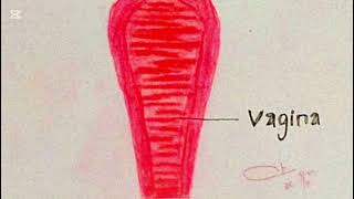 Organ Reproduksi Manusia [upl. by Estrella]