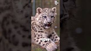 The Cutest Job Ever Burping Baby Snow Leopards [upl. by Lepp]