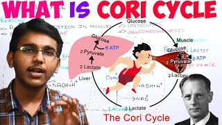 what is cori cycledifference between lactate and lactic acid [upl. by Ellissa]