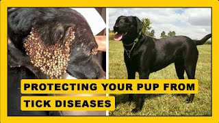 The Ultimate Guide to Tick Diseases in Dogs [upl. by Nwatna]