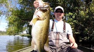 10 Pound Bass Crushes a Bluegill  Bass Fishing with the Ultimate Bluegill Swimbait [upl. by Duston]