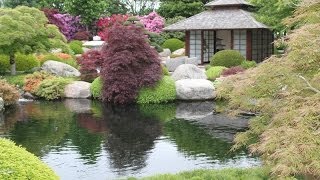 An extraordinary Japanese garden  Un jardin japonais extraordinaire [upl. by Ettellocin]