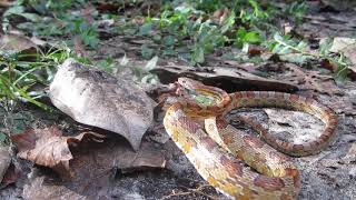 Corn Snake Takes 4 Strikes [upl. by Grindle]