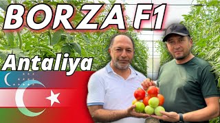 Turk Dehqonlaridan Borza F1 pomidori haqida malumotlar Alpha Agro hamkorligida [upl. by Eckart5]